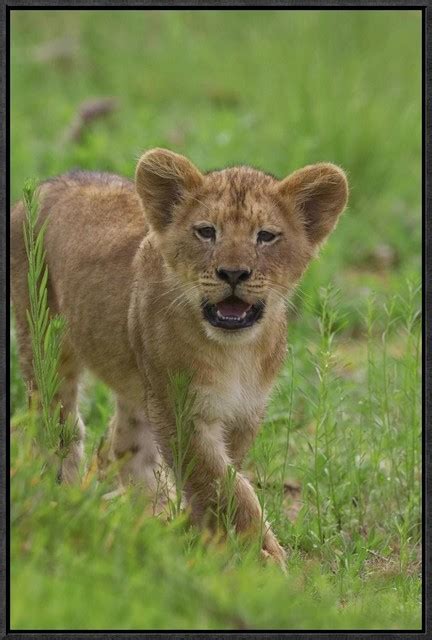African Lion Cub Calling Contemporary Prints And Posters By