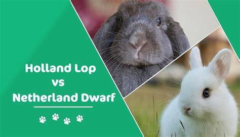 Holland Lop Vs Netherland Dwarf Rabbit Which Pet Is Best For You