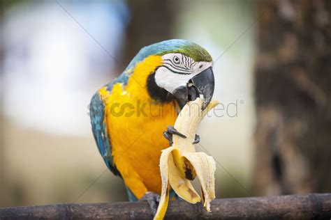 Blue And Yellow Macaw Eating Bananaboracayphilippines Stock Photo