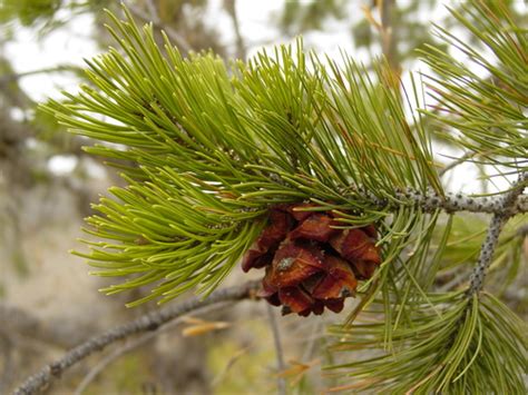 Mexican Pinyon Pinus Cembroides · Inaturalist