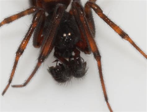 Male Steatoda Spider The Backyard Arthropod Project