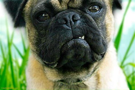 My Growly Face Dog Facts Pugs Funny Dog Biting