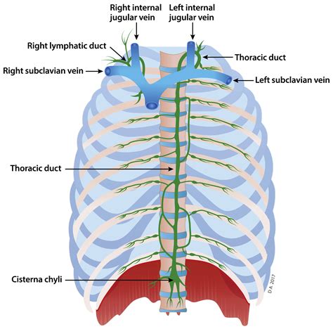 The Thoracic Duct Drains Lymph From All Following Regions Except Best