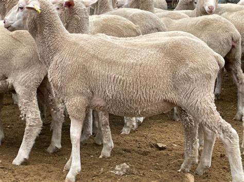 lot 444 200 mixed sex store lambs auctionsplus