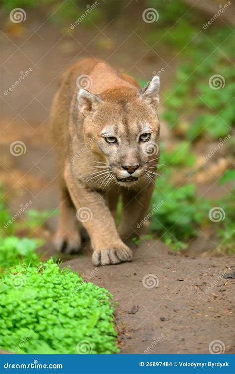 Cougar Stock Photo Image Of Rests Moving Mammalia 26897484