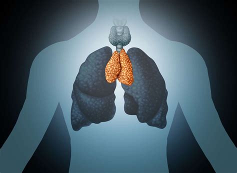 T Cells Mature In The Thymus Gland Telegraph