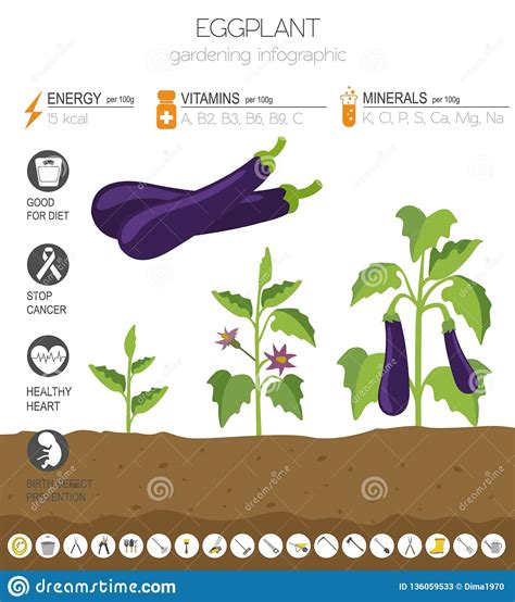 Eggplant Beneficial Features Graphic Template Gardening Farming