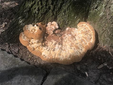 Growing At The Base Of An Oak Tree Can Anyone Please Id Rmycology