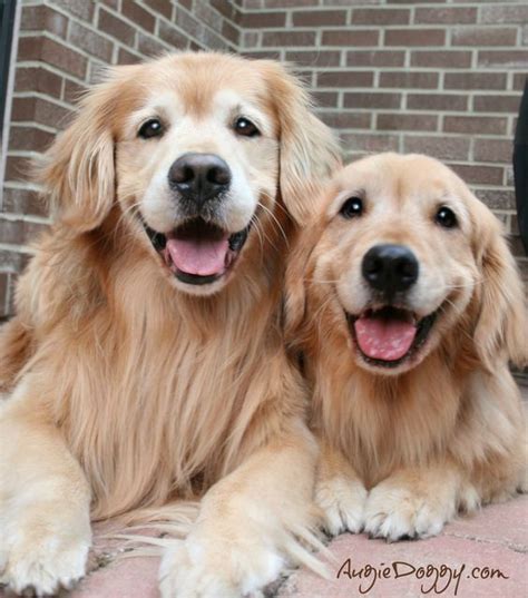 Smile Golden Retrievers And Dogs On Pinterest