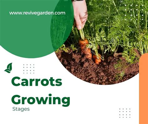 Carrots Growing Stages Nutritious And Easy To Grow Revive Garden