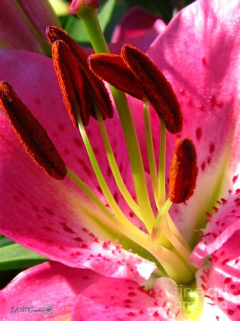 Dwarf Oriental Lily Named Farolito Photograph By J Mccombie Fine Art