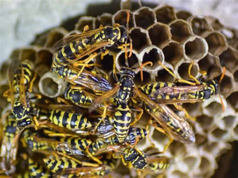 The Weirdly Aggressive Behaviour Of Wasps Austates Pest Equipment