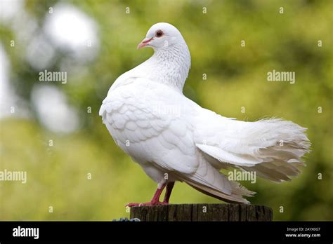 White Fantail Pigeon Stock Photo Alamy