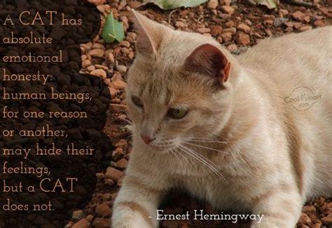 A Cat Has Absolute Emotional Honesty Human Hemingway Cats Ernest Hemingway Crazy Cat Lady