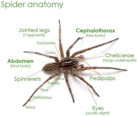 Spider Facts For Kids All About Spiders Spider Information For Kids
