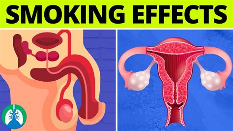 What Are The Effects Of Smoking On The Reproductive System Youtube