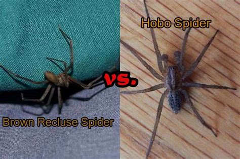 Hobo Spider Size Comparison