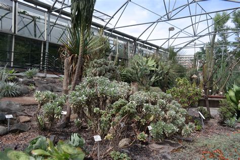 Dadurch dass der eintritt kostenlos ist, sind wir schon öfter durch den botanischen garten spaziert. Botanischer Garten Dresden - Florale Raritäten