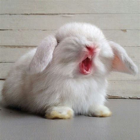 Bunny Yawns Are Just The Cutest Things In The World That Is A Fact