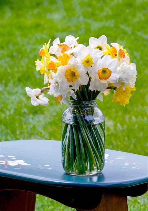 Daffodils In Jar Stock Image Image Of Springtime Indoor 16113151