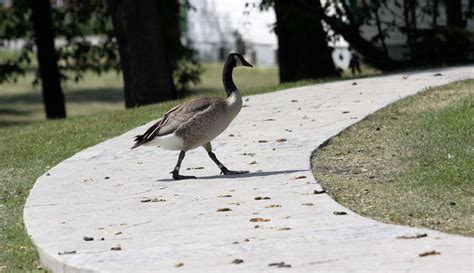 At night, geese sleep away with geese is effective in deterring the geese, so that they find a different nighttime home far enough away to simply put, it is how to get rid of geese efficiently and effectively. Pin on Outdoorsy!