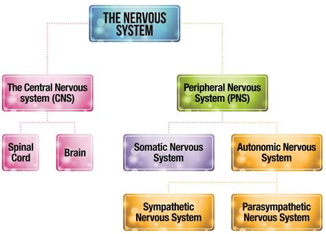 The central nervous system is ingeniously designed to respond to stimuli both internally and externally. Structure of the Nervous System | Psychology | tutor2u