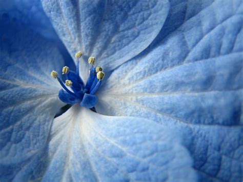 Blue Flower Wallpapers | HD Wallpapers | ID #5745