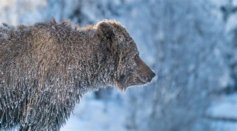 Frosted Grizzly Portrait Marko Dimitrijevic Photography