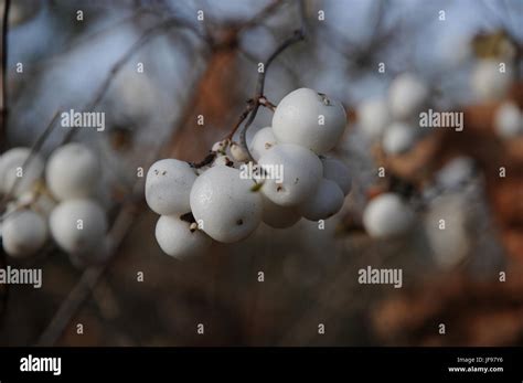 Symphoricarpos Racemosus Snowberry Stock Photo Alamy