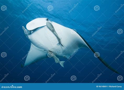 Manta Ray Stock Image Image Of Large Blue Giant Grey 9614869