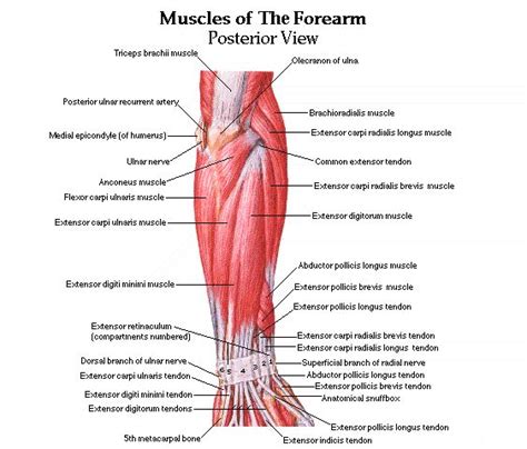Rear Forearm Muscles Fitness Pinterest Arm Muscles Muscle And