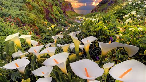 White Calla Lily Flowers In Mountain Background Hd Spring Wallpapers