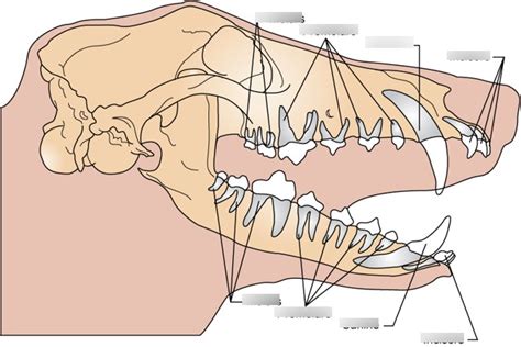 Vt16b Dentistry Mouth Of Teeth Diagram Sanders Diagram Quizlet