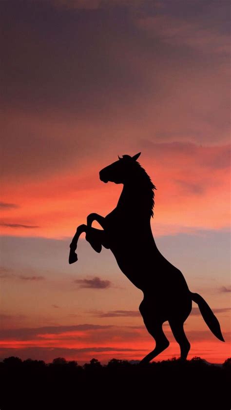 Das bedeutet natürlich für jeden etwas anderes. Schwarzes Pferd mit Orangenen Hintergrund | Coole Fotos ...