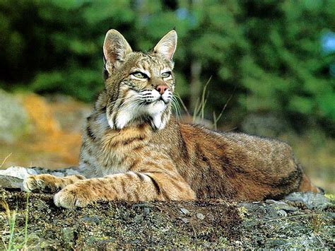 Bobcat Animal Wildlife