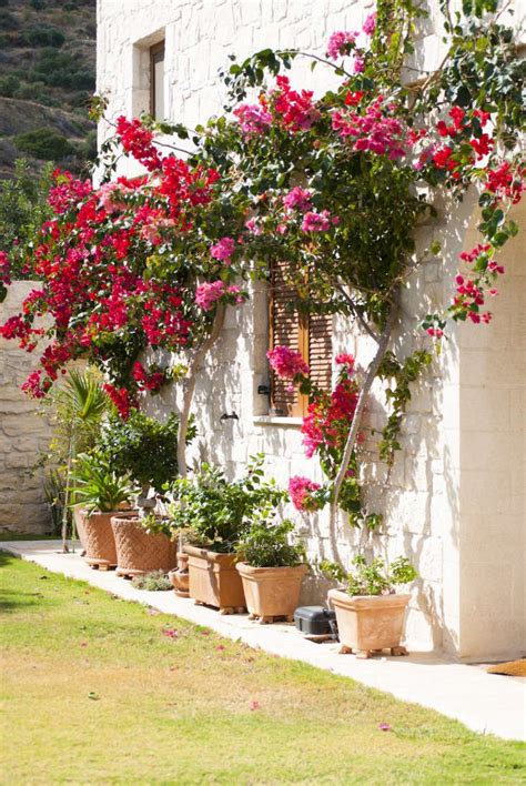 Bougainvillea planted in the ground. 10 Garden Ideas to Steal from Greece - Gardenista
