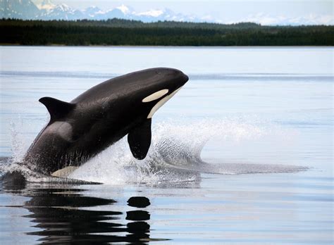 Pilot Assessment Of Abundance And Distribution Of Killer Whales