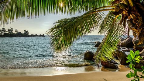 Coconut Tree On Beach Sand With Beautiful View Ocean View
