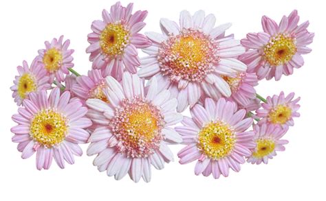 Daisies Pink Flowers Free Photo On Pixabay Pixabay
