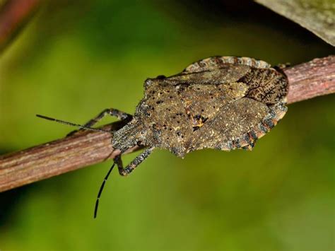 Young stink bugs are similarly shaped but are more rounded and may be black or light green. Stink Bugs Are Back: How To Trap And Kill The Pests | Des ...
