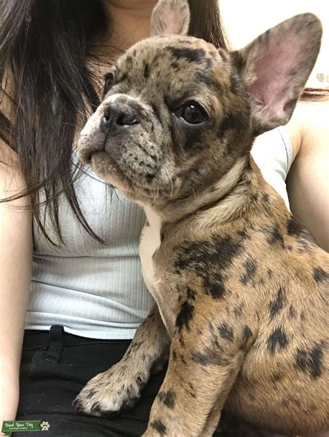 Chocolate Brindle Merle French Bulldog Photos All Recommendation