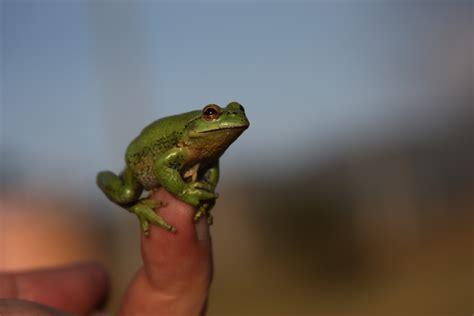 Free Images Wildlife Wild Finger Green Small Amphibian Fauna