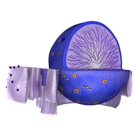 The nucleus of the eukaryotic cell contains a large amount of dna in its nucleolus. Nucleus In Animal Cell Stock Illustration - Image: 50029346