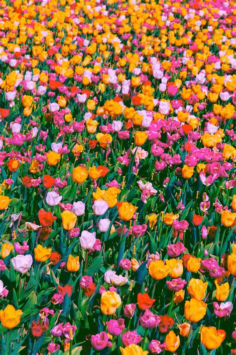 Tulip Field Aesthetic References Mdqahtani