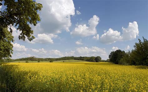 Yellow Flowers Field With Blue Sky Wide