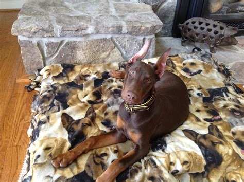 If you are looking for puppies on craigslist wallpaper you've come to the right place. Cute Doberman Puppies For Sale In Texas Craigslist - l2sanpiero
