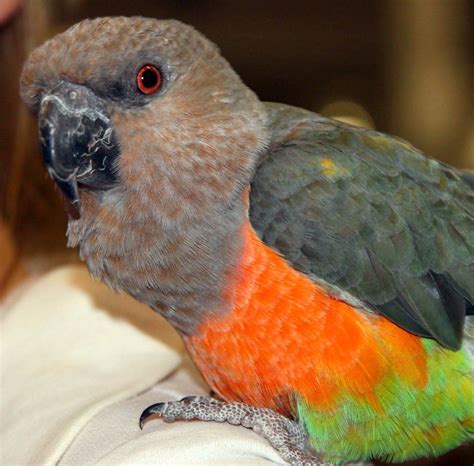 Red Bellied Parrot Male A Photo On Flickriver