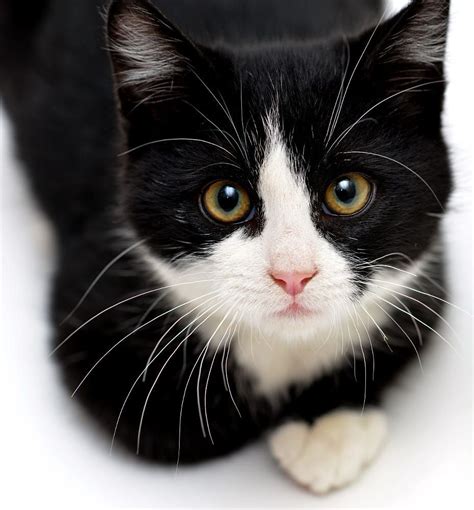 Tuxedo Kitten By Josh Norem 500px Cute Cats Kittens Cutest Cute