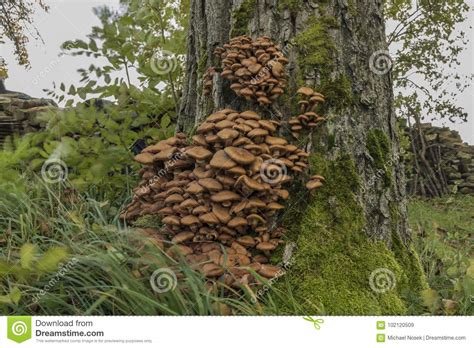 Honey Fungus On Tree In Wind Grass Stock Image Image Of Food Honey