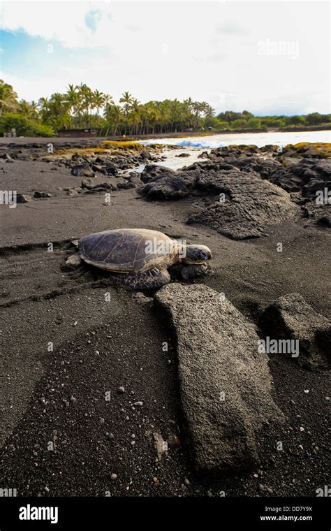 Hawksbill Sea Turtle Punaluu Black Sand Beach Island Of Hawaii Stock